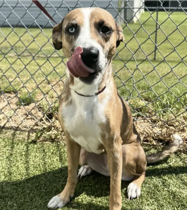 De Lixo ao Amor: A Transformação Comovente da Cachorra Sadie Após o Abandono De Lixo ao Amor: A Transformação Comovente da Cachorra Sadie Após o Abandono